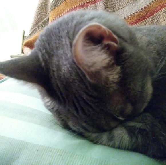 Meet your Posher, Vanessa - Picture 3 of 8